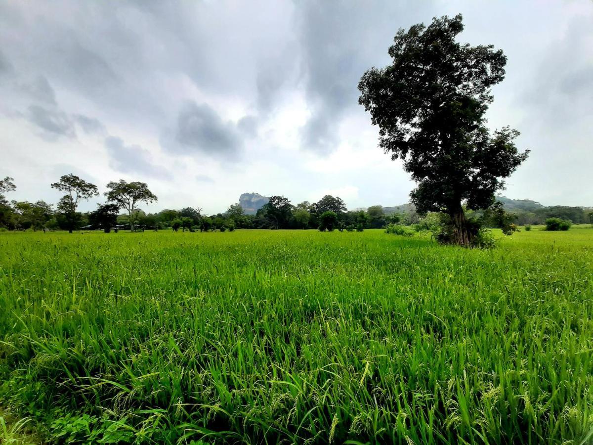 Lakmini Lodge Sigiriya Dış mekan fotoğraf